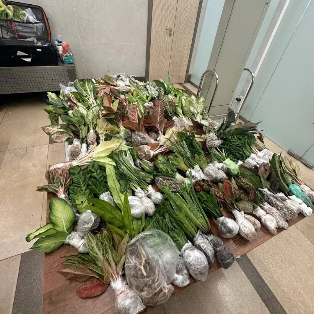 Экзотический огород в качестве сувенира Экзотический огород в качестве сувенира