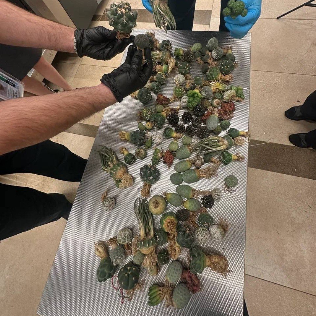 Экзотический огород в качестве сувенира Экзотический огород в качестве сувенира