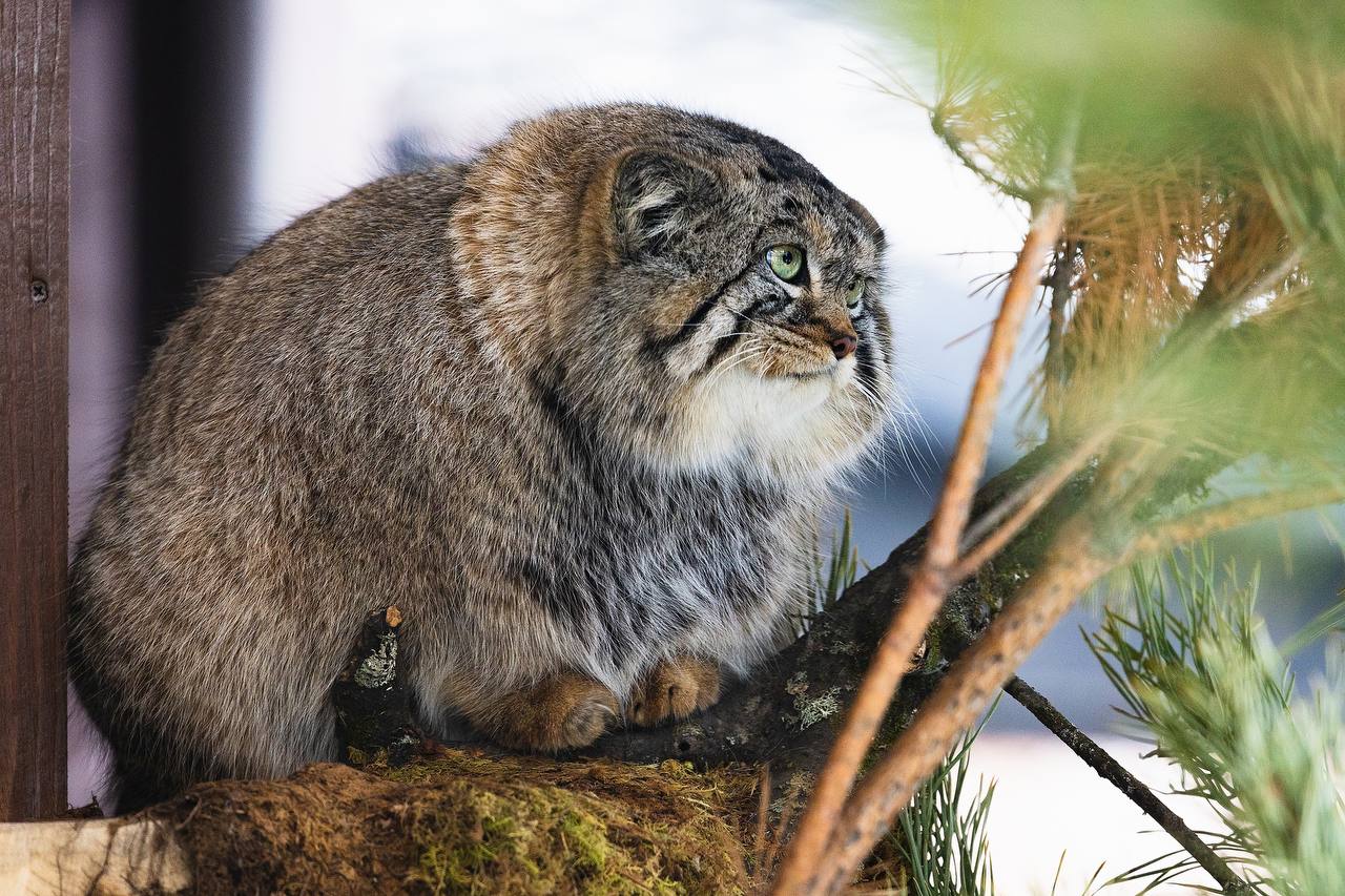 Доброе утро!. Кажется, зимой мы все немножко манулы