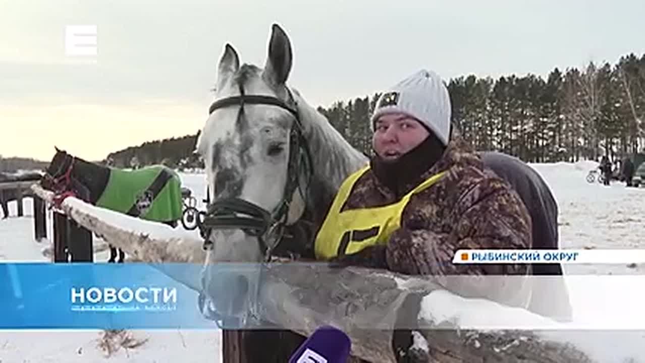 Зрелищные гонки на лошадях прошли в Рыбинском округе