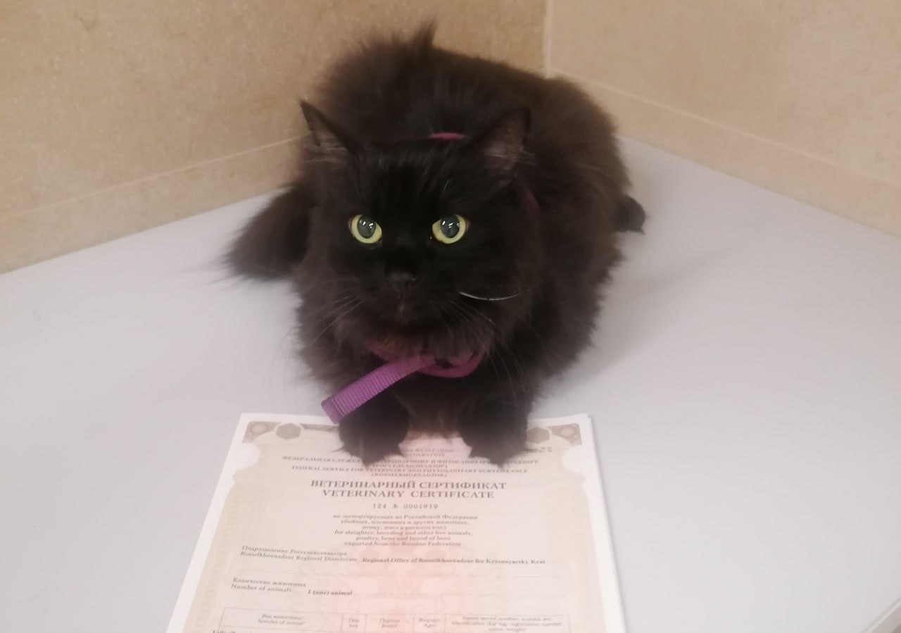 18 питомцев отправились из Красноярска за границу со своими хозяевами