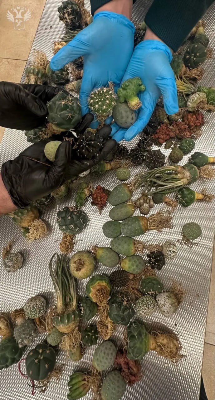 Более 15 кг саженцев обнаружили красноярские таможенники в багаже пассажирок из Таиланда