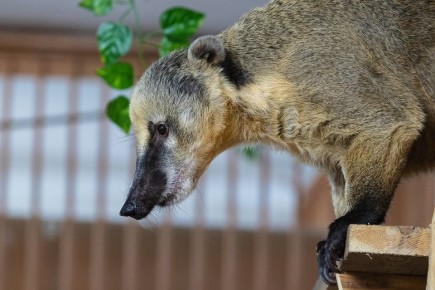 Этот зверёк по максимуму использует свой нос, который можно засунуть хоть куда: в щели, в дупла, норы