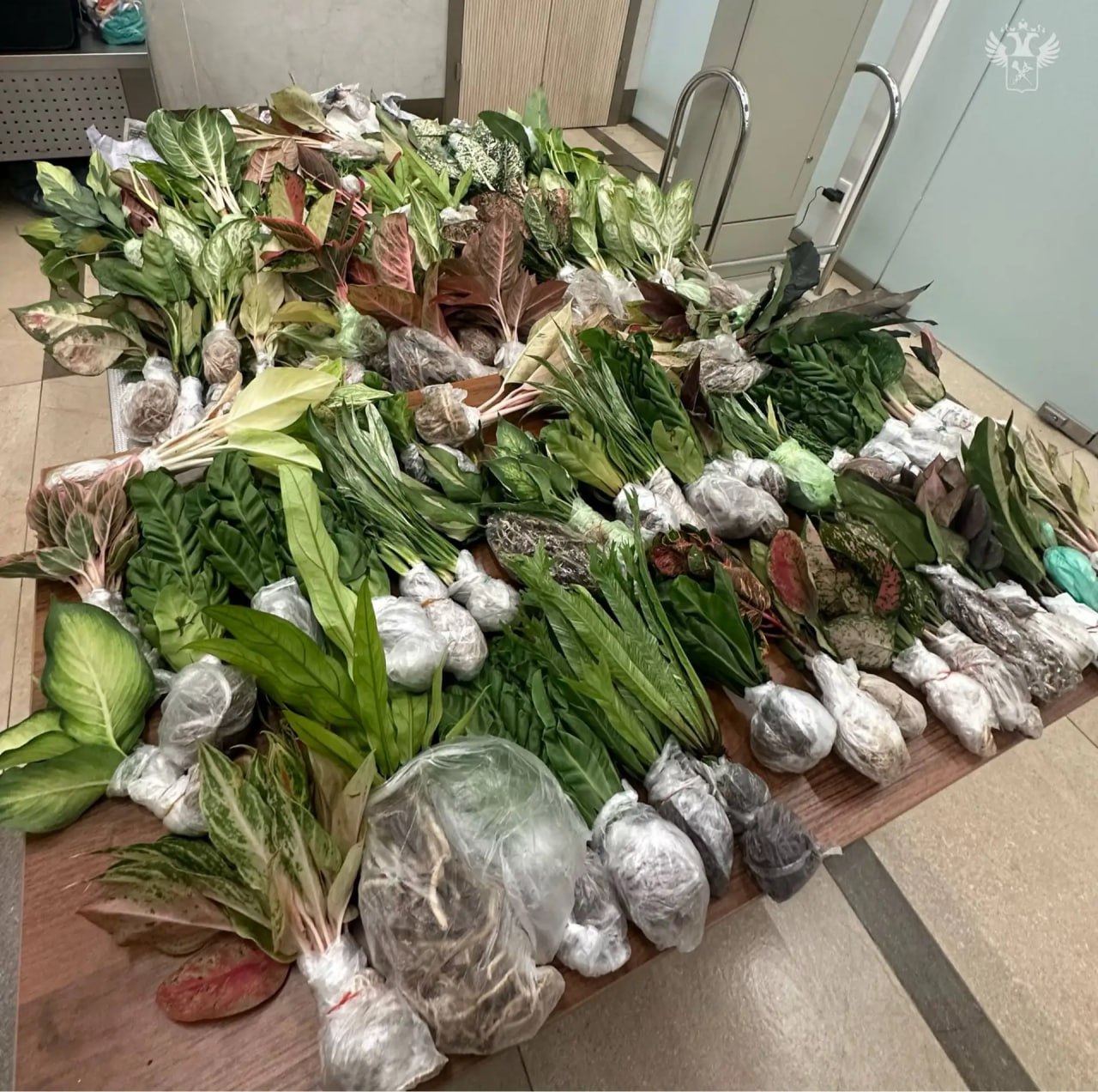 Более 15 кг саженцев обнаружили красноярские таможенники в багаже пассажирок из Таиланда Более 15 кг саженцев обнаружили красноярские таможенники в багаже пассажирок из Таиланда