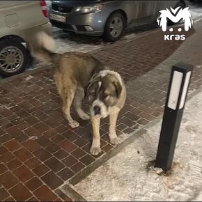 Огромный алабай нападает на домашних собак в Солнечном