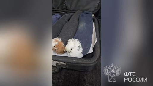 Сотрудники ФТС в Пскове пресекли перевозку на российско-латвийской границе голубей, завернутых в носки