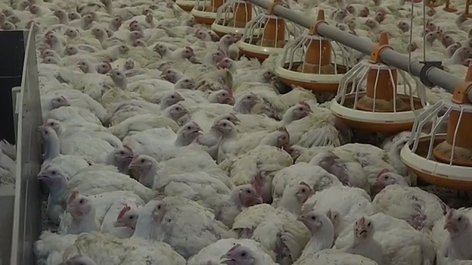 ��� ������������ ������� �������, ��������������� ��� �������������� �����