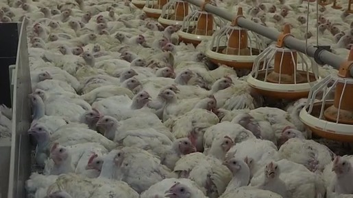 ПОД КРАСНОЯРСКОМ ОТКРЫЛИ УЧАСТОК, ФУНКЦИОНИРУЮЩИЙ КАК ИСПРАВИТЕЛЬНЫЙ ЦЕНТР