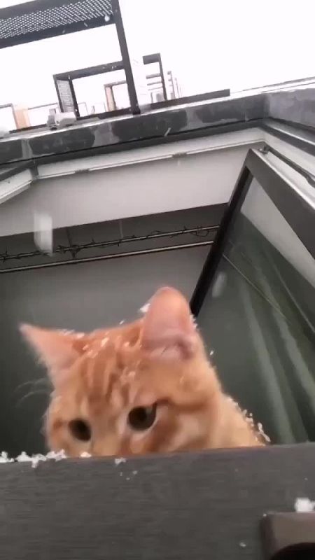 ������ ����. ���