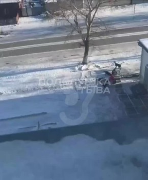 В Кызыле стая собак напала на девочку