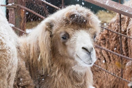 Красноярский «Роев ручей» получил верблюдицу в подарок к 25-летию