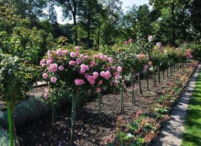 Идеальная пересадка взрослых растений: секреты успешного процесса