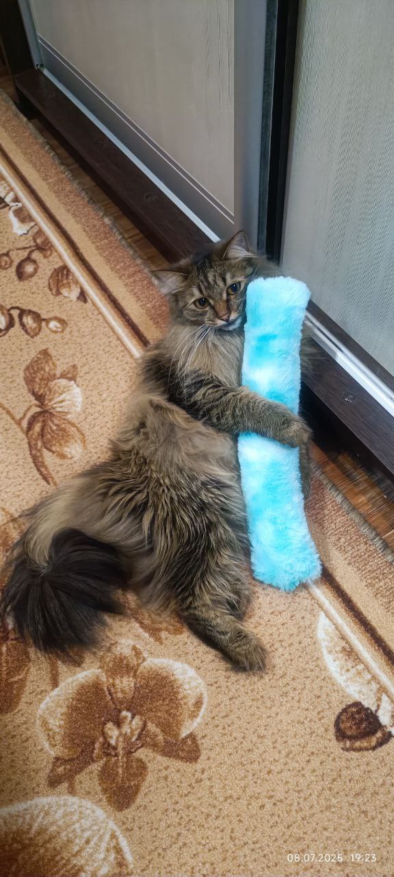 Нельзя просто взять, опубликовать котика — и на этом остановиться Нельзя просто взять, опубликовать котика — и на этом остановиться