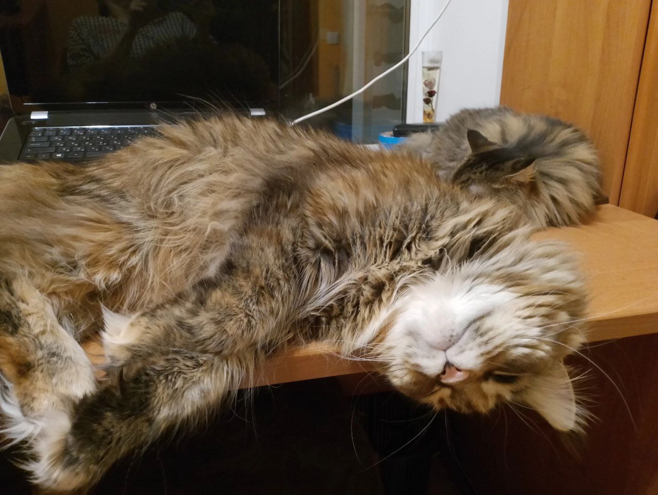 Нельзя просто взять, опубликовать котика — и на этом остановиться