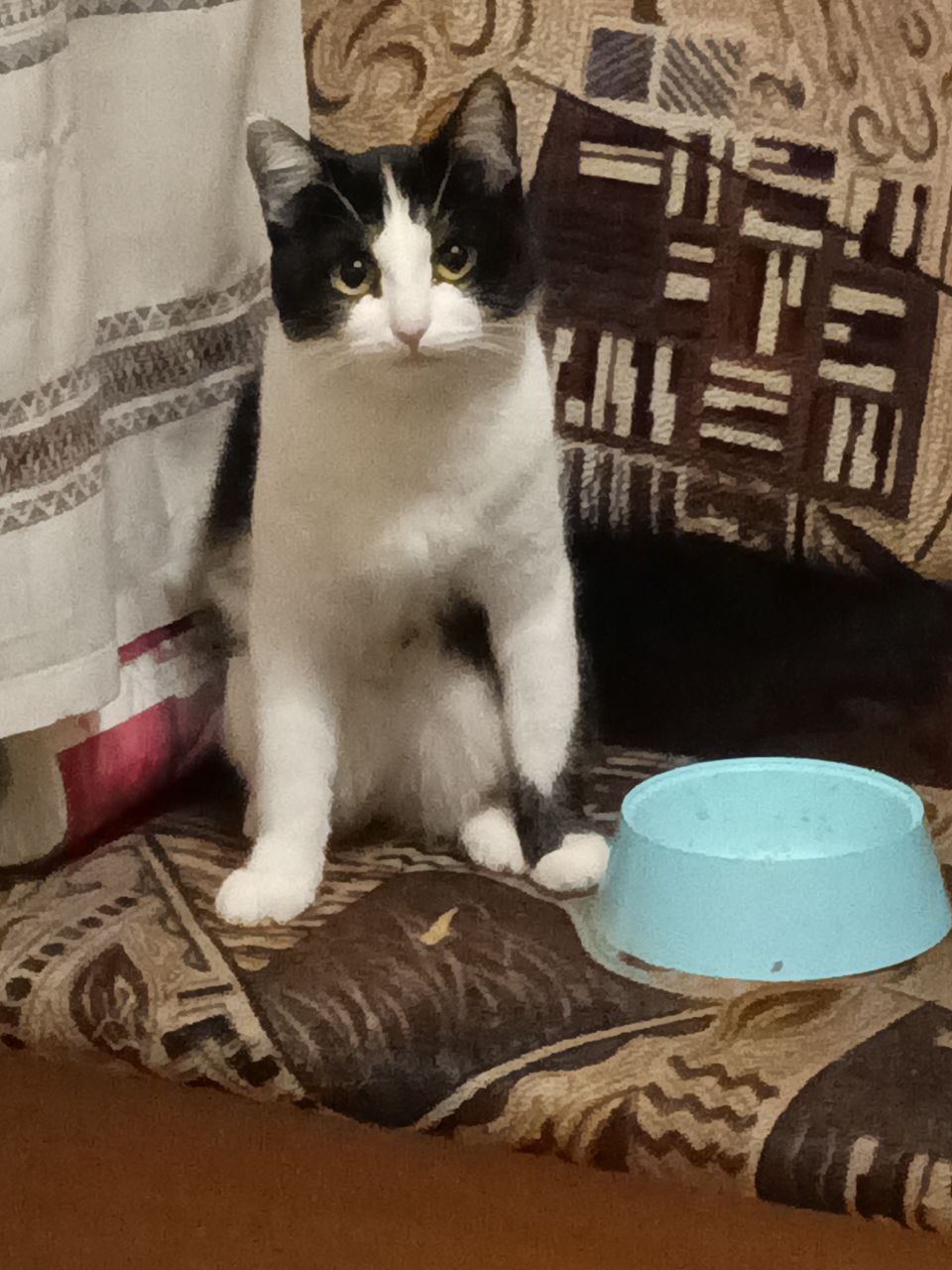 Нельзя просто взять, опубликовать котика — и на этом остановиться Нельзя просто взять, опубликовать котика — и на этом остановиться