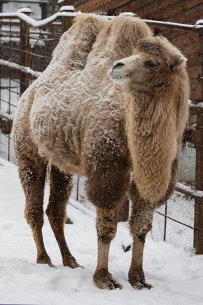 В парке "Роев ручей" показали заснеженных верблюдов во время прогулки