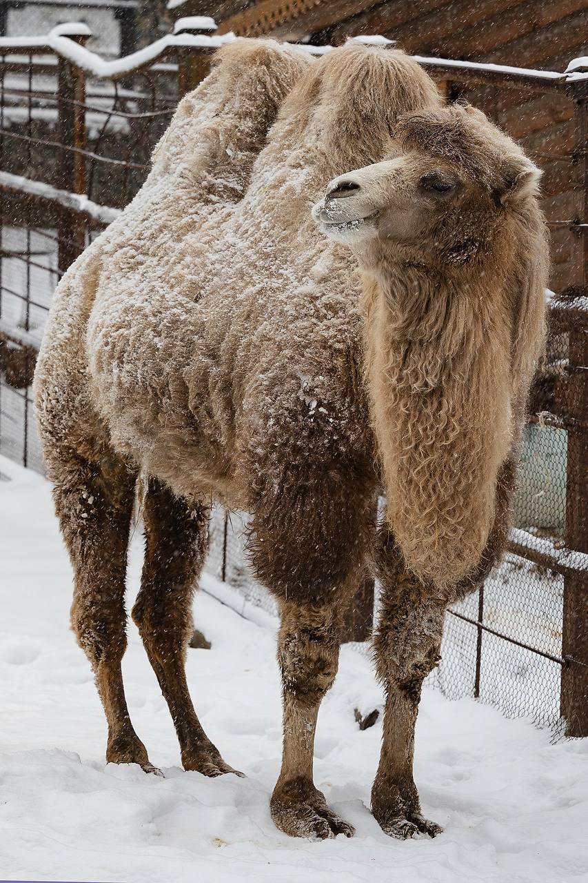 В парке "Роев ручей" показали заснеженных верблюдов во время прогулки