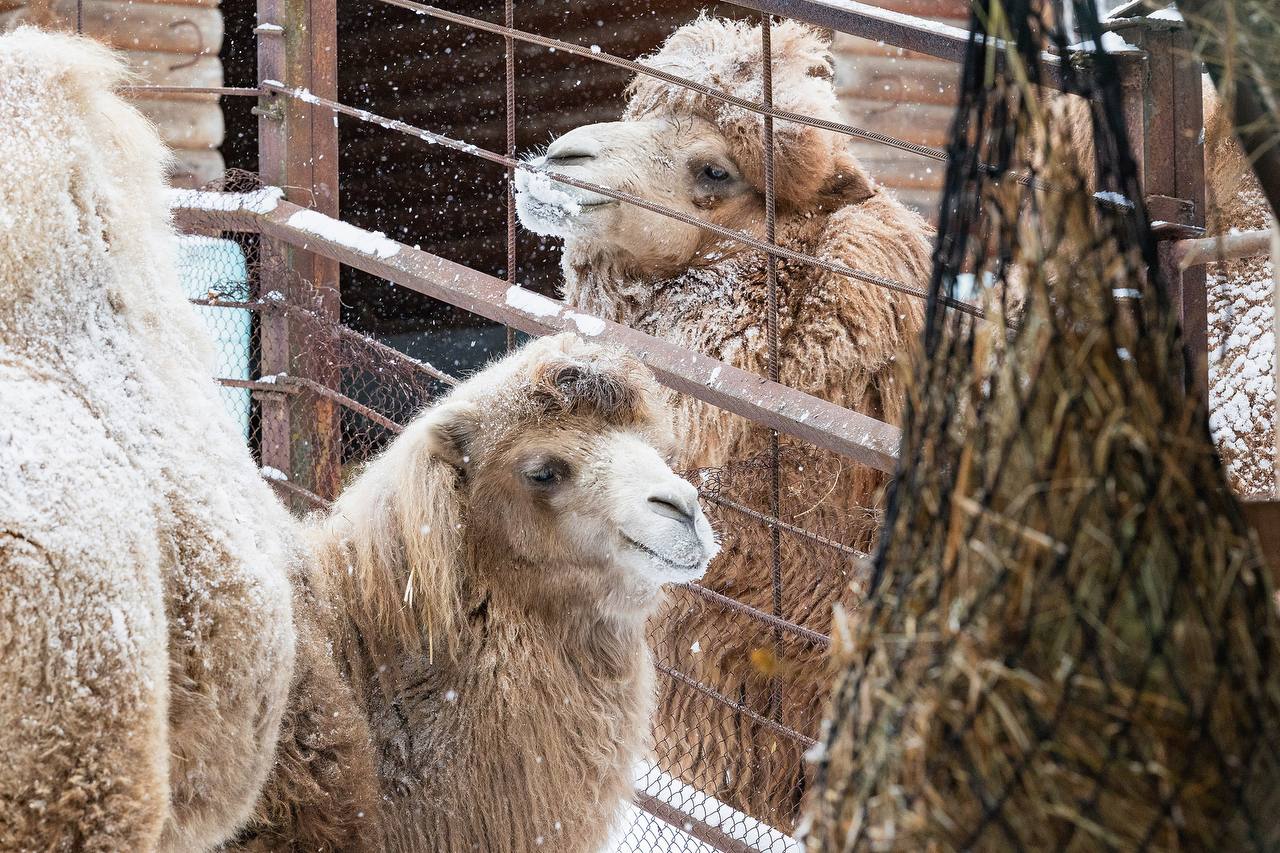 В парке "Роев ручей" показали заснеженных верблюдов во время прогулки В парке "Роев ручей" показали заснеженных верблюдов во время прогулки