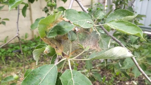 Эффективные способы борьбы с паутинным клещом без химикатов