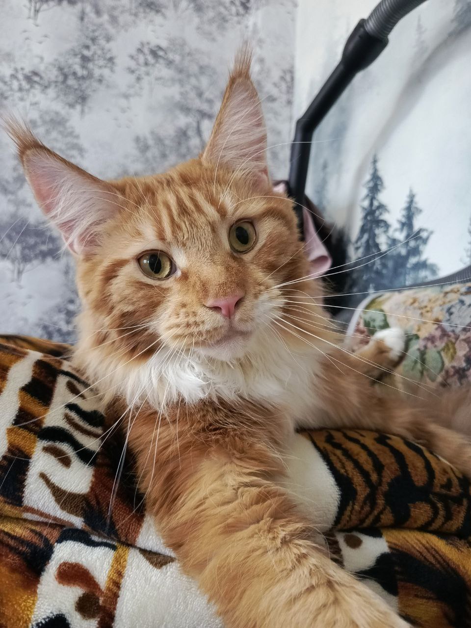 Нельзя просто взять, опубликовать котика — и на этом остановиться Нельзя просто взять, опубликовать котика — и на этом остановиться