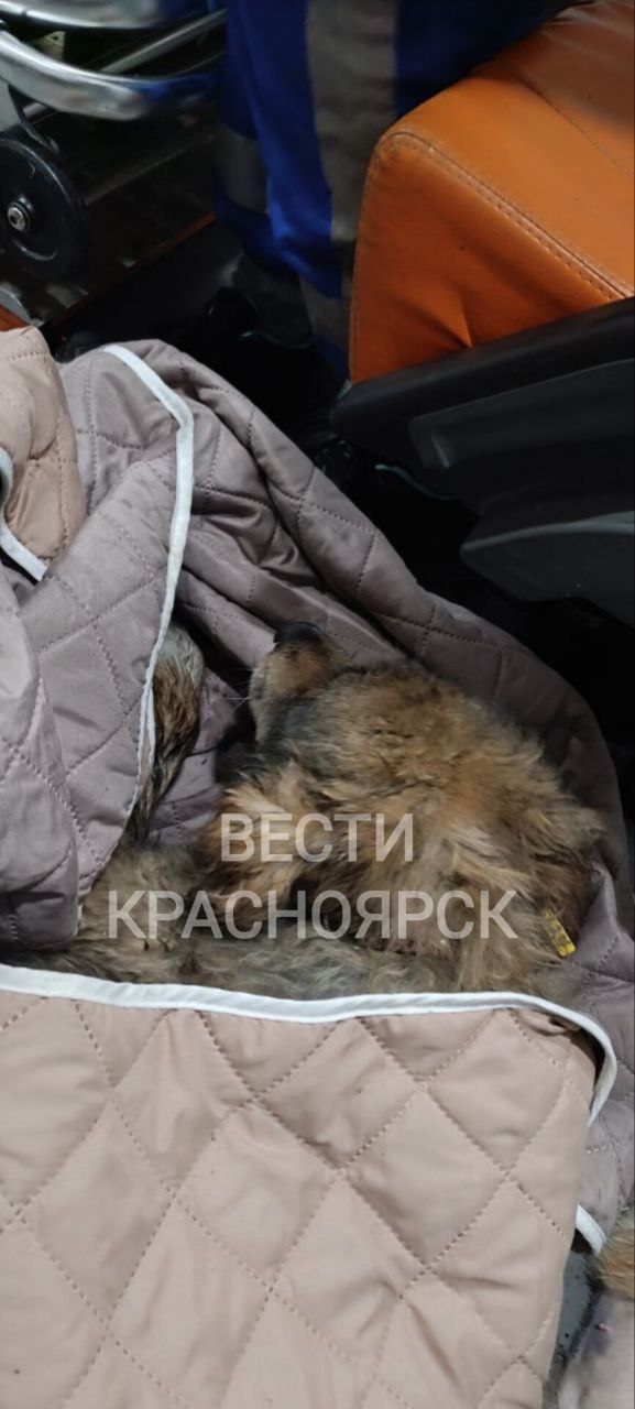 Крупный пожар в клинике льготной ветеринарии произошел сегодня ночью в Берёзовке Крупный пожар в клинике льготной ветеринарии произошел сегодня ночью в Берёзовке