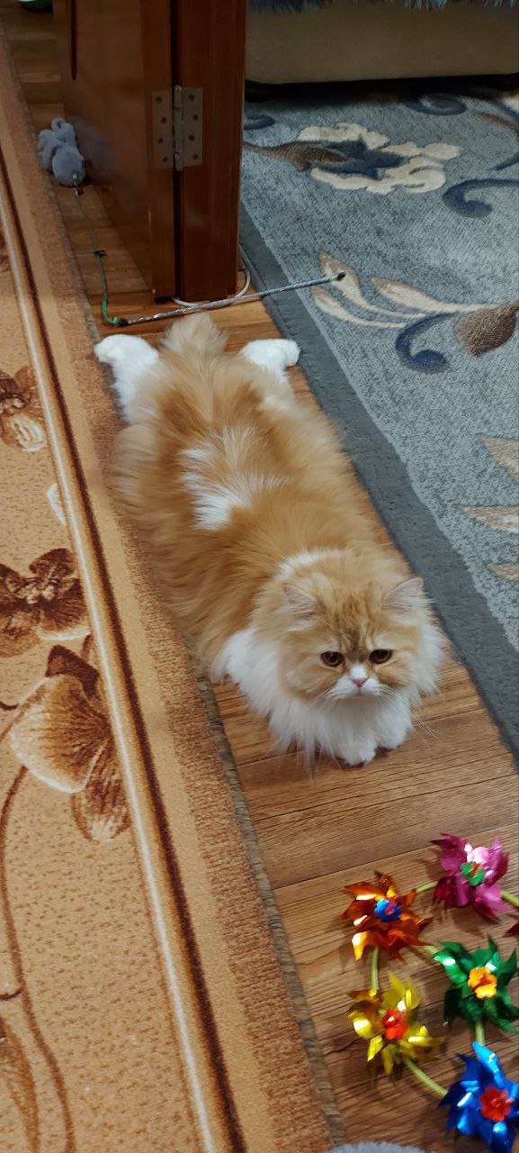 Нельзя просто взять, опубликовать котика — и на этом остановиться Нельзя просто взять, опубликовать котика — и на этом остановиться