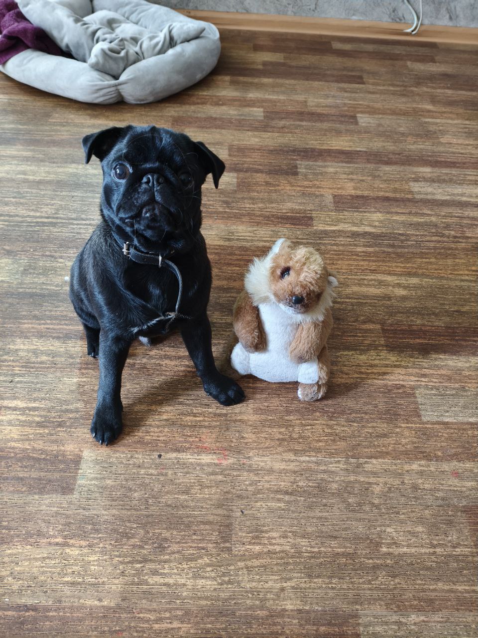 Нельзя просто взять, опубликовать котика — и на этом остановиться Нельзя просто взять, опубликовать котика — и на этом остановиться