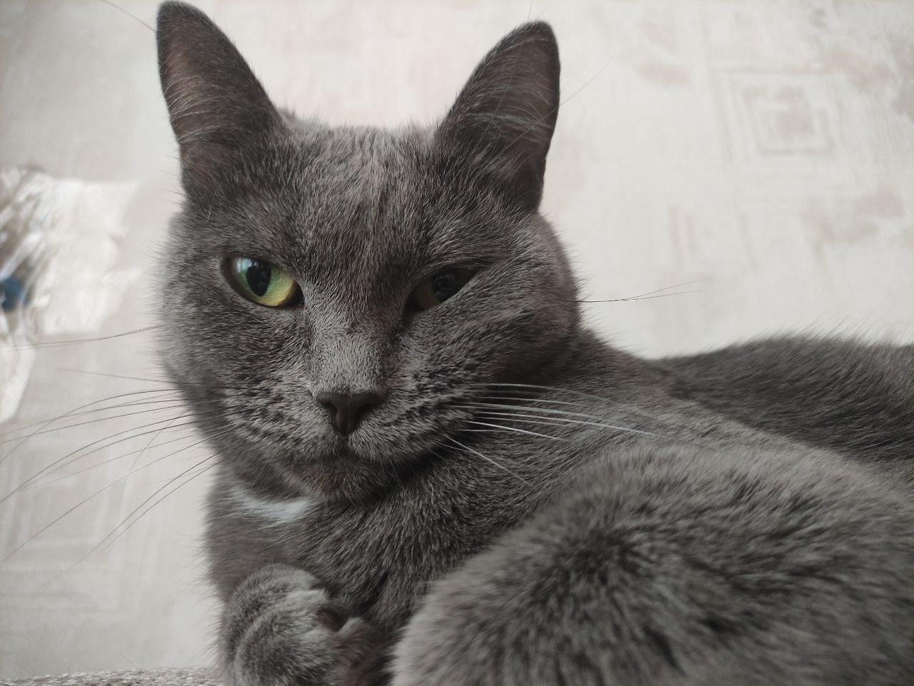 Нельзя просто взять, опубликовать котика — и на этом остановиться Нельзя просто взять, опубликовать котика — и на этом остановиться