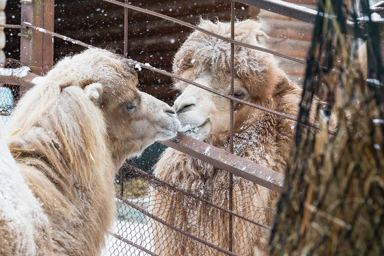 В парке "Роев ручей" показали заснеженных верблюдов во время прогулки В парке "Роев ручей" показали заснеженных верблюдов во время прогулки