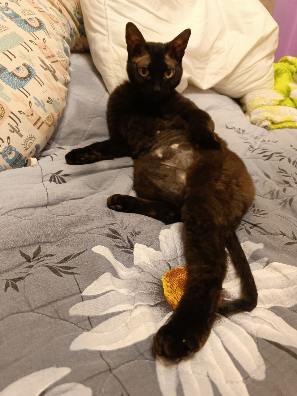 Нельзя просто взять, опубликовать котика — и на этом остановиться Нельзя просто взять, опубликовать котика — и на этом остановиться