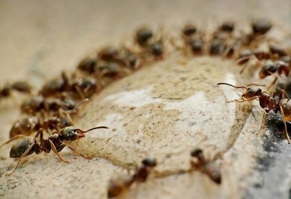 Как выгнать муравьев из вашего дома: эффективные методы и средства