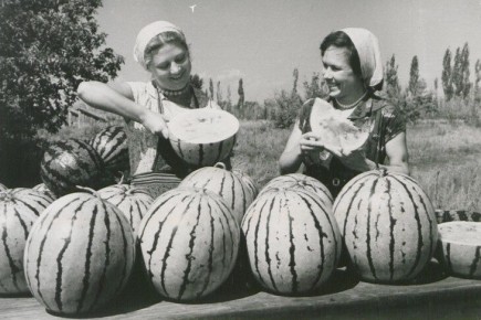 Как арбузы завоевали славу Волгоградской области