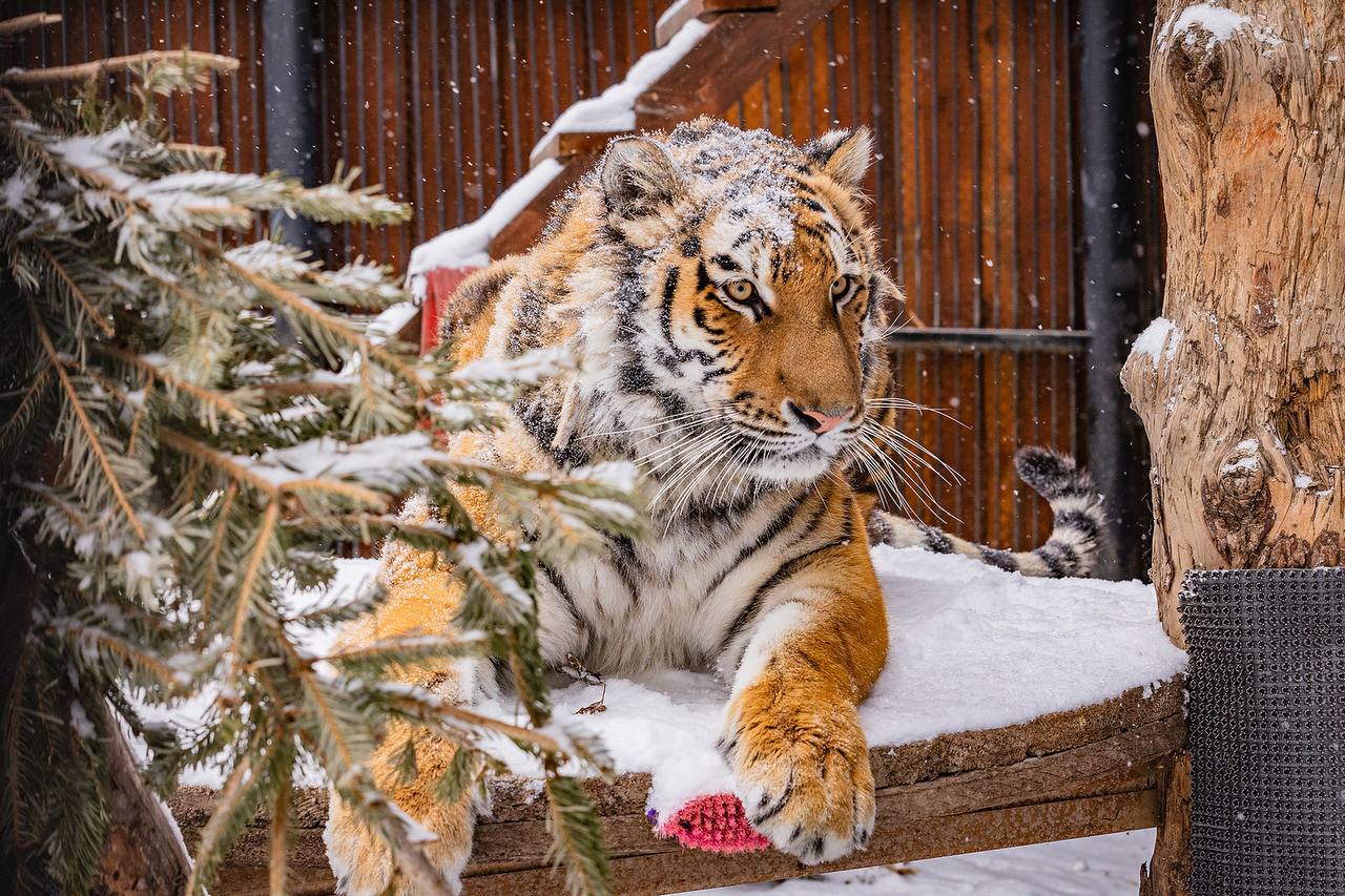 Вот кому точно не страшны морозы! Вот кому точно не страшны морозы!