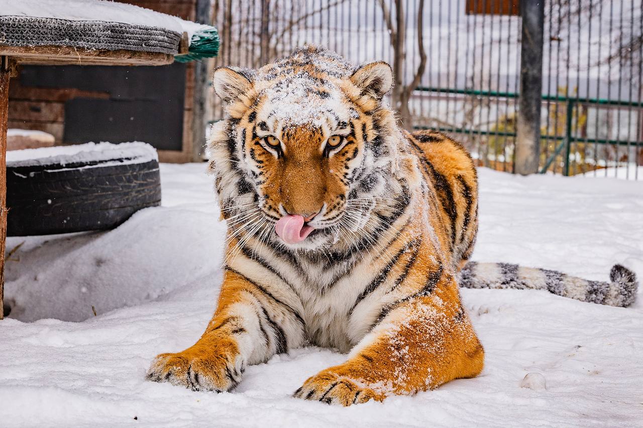 Вот кому точно не страшны морозы! Вот кому точно не страшны морозы!