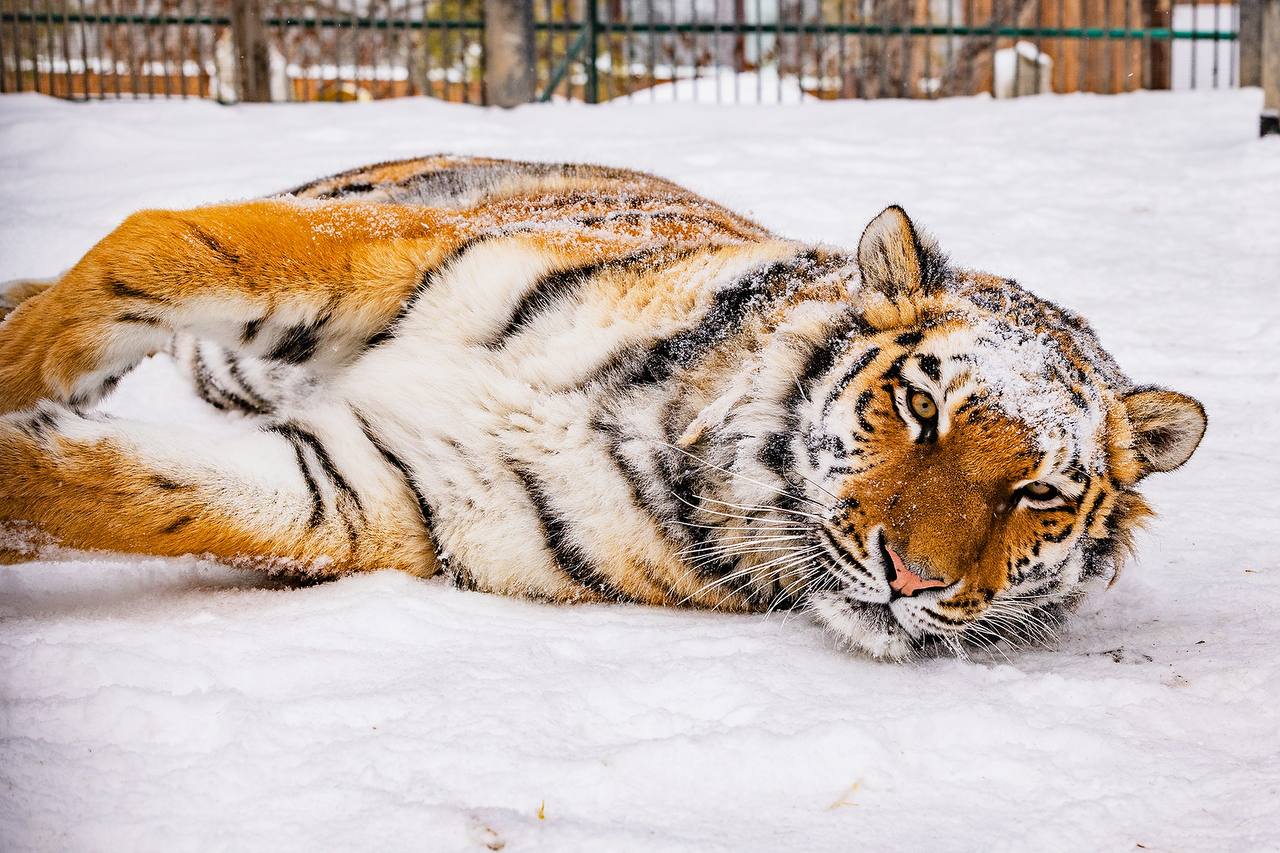 Вот кому точно не страшны морозы! Вот кому точно не страшны морозы!