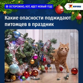 Осторожно, кот, идет Новый год! Какие опасности поджидают питомцев в праздник