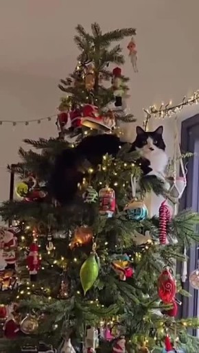 Скоро во всех домах. где есть кот и елка ТВК