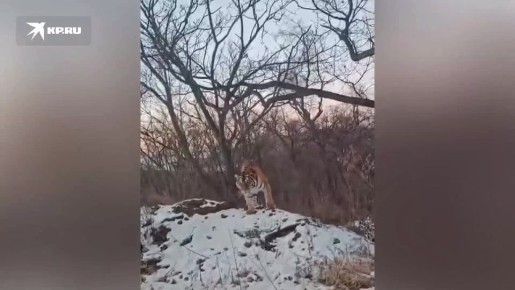 В Приморском крае заметили тигра, который вальяжно прогуливался возле дороги