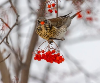 Какая погода ждет красноярцев в выходные?
