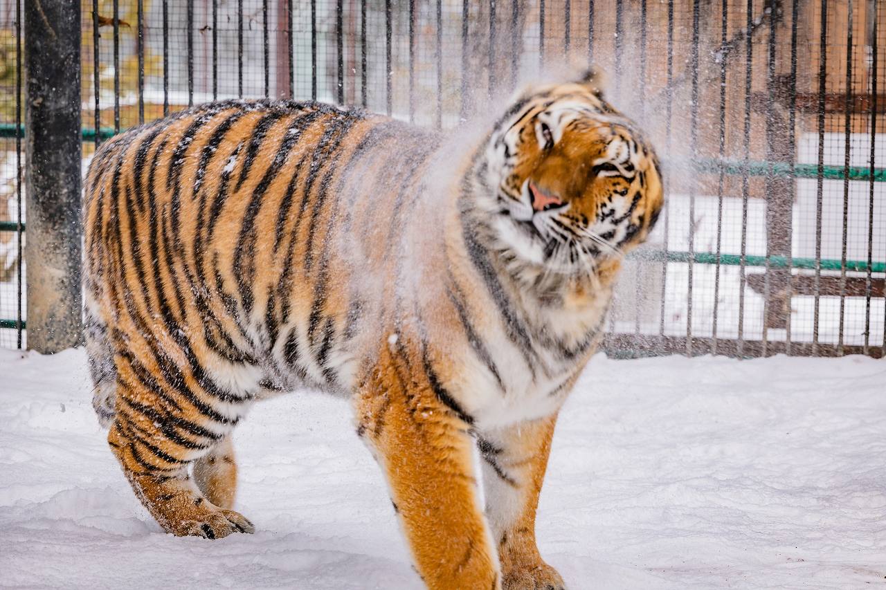 Вот кому точно не страшны морозы! Вот кому точно не страшны морозы!