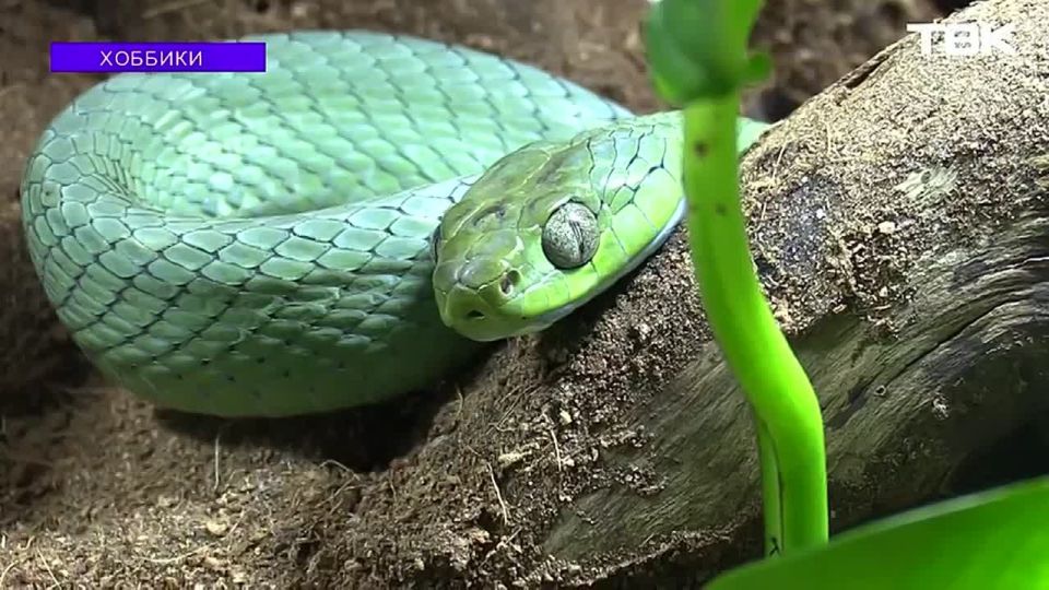 ��������: ��������� �������� ������������ ��������