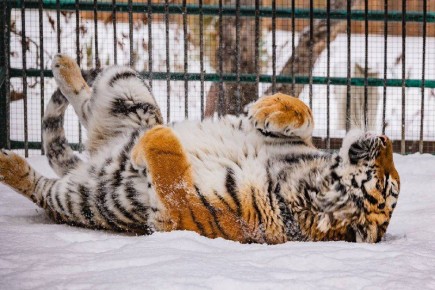 Тигрица Рокси из красноярского «Роева ручья» радуется снежной зиме