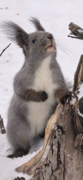 Дачные белки. За фото спасибо подписчице ТВК! ТВК
