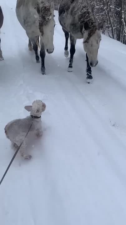 Три белых коня готовы уносить тебя в звенящую снежную даль, хочешь ты того или нет