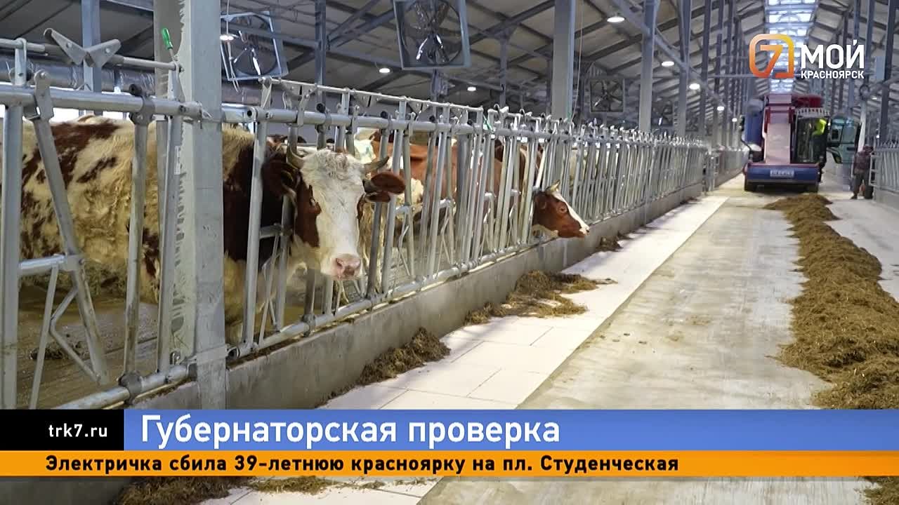 Новые агрокомплексы начнут работать в Красноярском крае