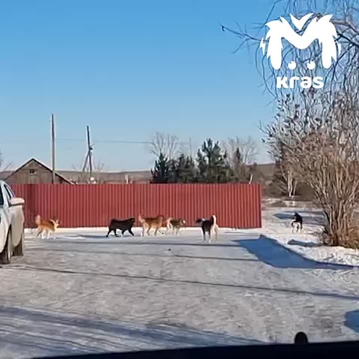 Стаи бродячих собак держат в страхе жителей Емельяновского района
