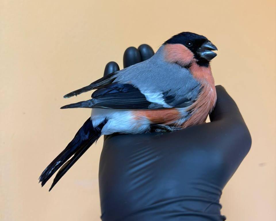 Красноярцев просят не подкармливать птиц у дорог и стеклянных зданий