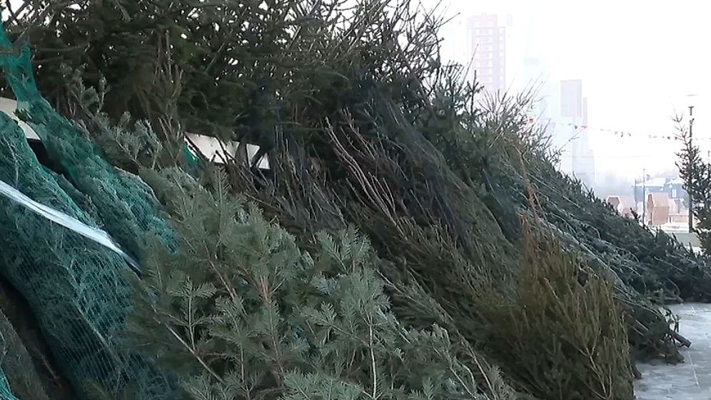 В Красноярске стартовал приём заявок на организацию ёлочных базаров