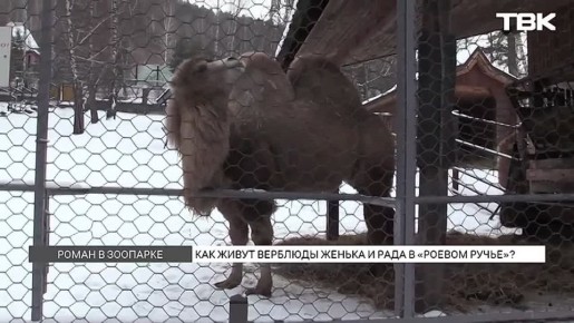 «Целуются через забор»: как развивается роман красноярских верблюдов Рады и Женьки из «Роева ручья»