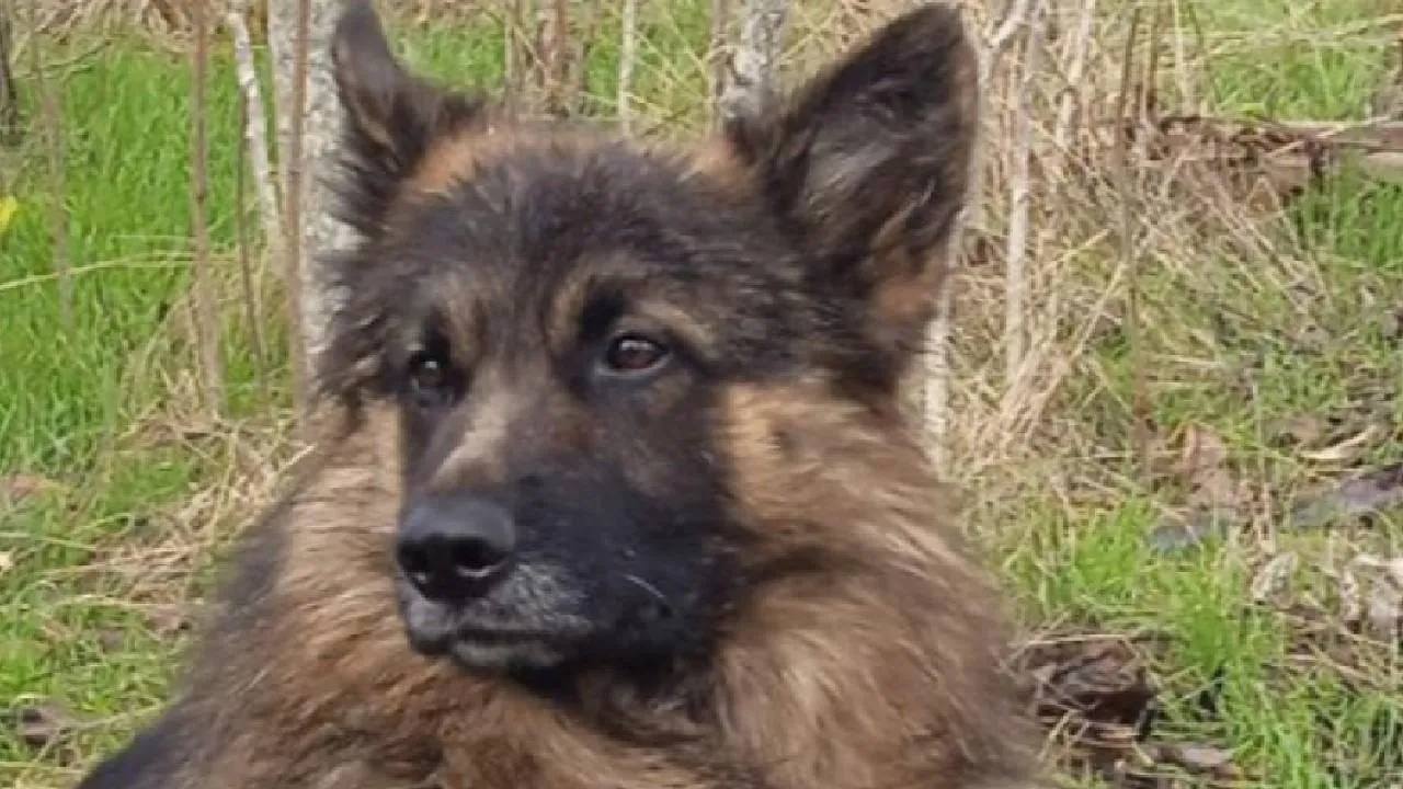 День Героев Отечества: храбрость и верность четвероногих друзей День Героев Отечества: храбрость и верность четвероногих друзей